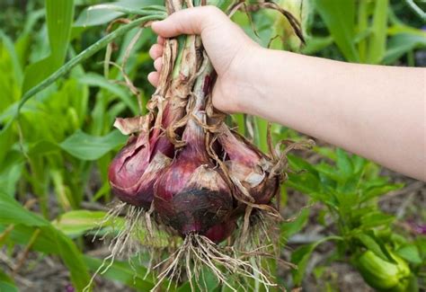 Growing Red Onions How To Plant And Harvest Red Onions