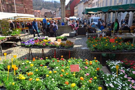 Ganz nah: Freiburg | Münstertal Staufen