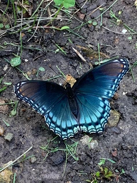 Beautiful blue butterfly not commonly seen n Kansas City area. Lovely ...