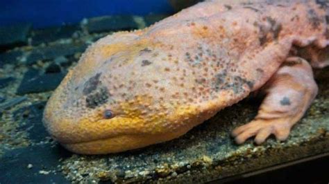 Japanese Giant Salamander Japan Experience