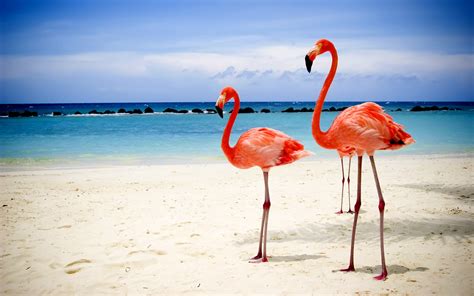 Flamingos On Beach Wallpapers Hd Desktop And Mobile Backgrounds