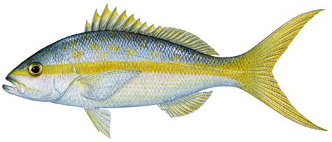Yellowtail Snapper Gulf Of Mexico Fishery Management Council