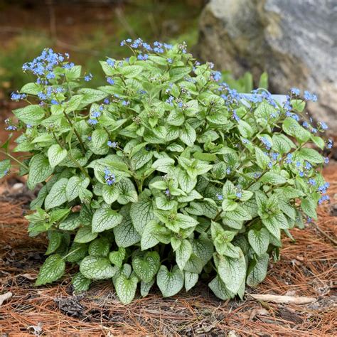 Brunnera Macrophylla Sterling Silver Heartleaf Brunnera Siberian