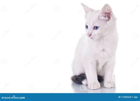 White Kitten Stock Image Image Of Beautiful Portrait 11392525