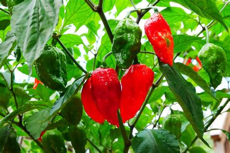 How To Overwinter Your Pepper Plants Natures Gateway