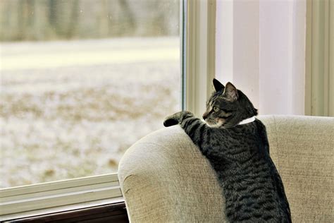 Silver Tabby Cat Looking Out Window Free Stock Photo Public Domain