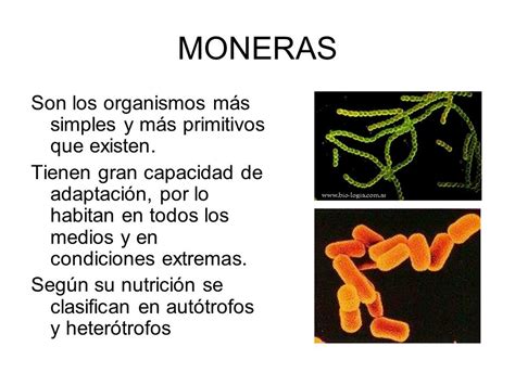 Ejemplos Del Reino Monera