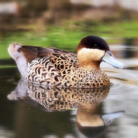 Silver Teal Ducks Purely Poultry Teal Duck Duck Species Duck