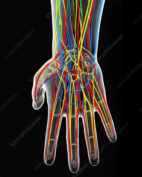 Hand Anatomy Artwork Stock Image F0060784 Science Photo Library