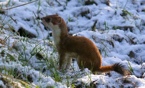 Stoat On Snow Covered Hill Img3412 Nick Emmons Flickr