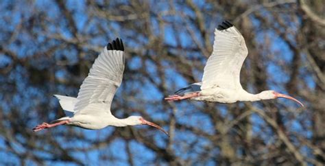 The Wings Of The White Ibis Have Black Tips That Are Visible When They
