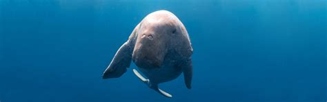 Dugong Sea Cows In Marsa Alam Egypt