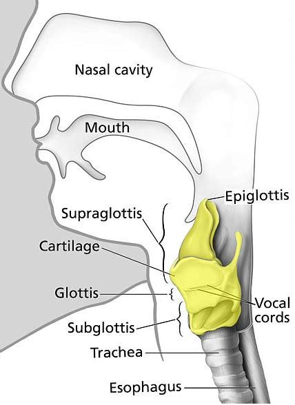 The Larynx Cartilages Muscles Teachmeanatomy