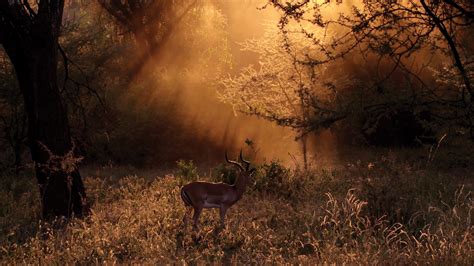 Documenting Nature Cinematography In The Wild The American Society