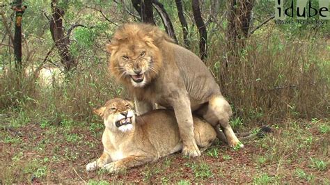 Wildlife Lions Pairing In The Rain Youtube