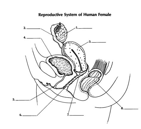 Reproductive System Of Human Female Diagram Quizlet