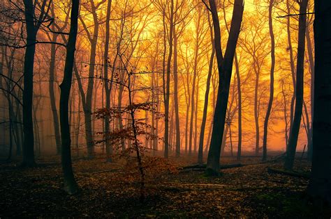 Forests Autumn Sunrises And Sunsets Trees Fog Hd Wallpaper Rare