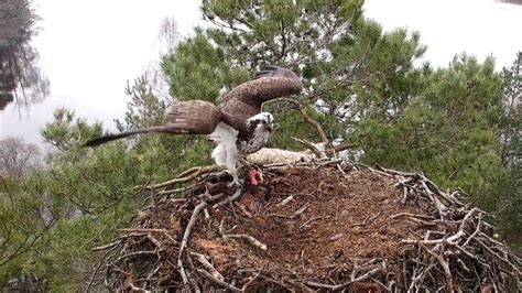 Female Osprey Lassie Returns To Nature Reserve Bbc News