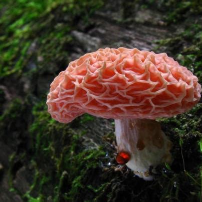 FANS OF NATURE: beautiful mushroom is Rhodotus palmatus