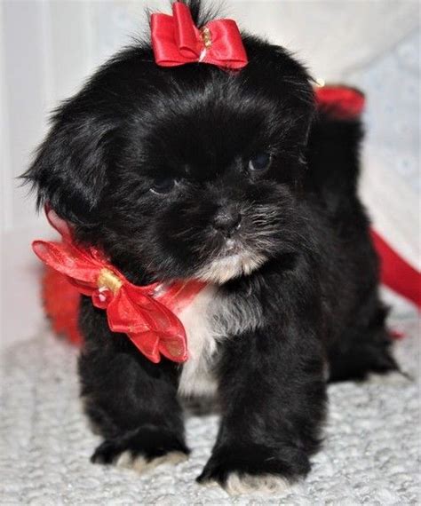 Very easy to train and are playful, lively and inquisitive.when buying a new puppy , please keep in mind that it is like bringing a new family member home. Shih Tzu Puppies For Sale | Seattle, WA #319544 | Petzlover