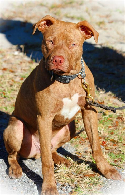 Characteristic Features Of Red Nose Pit Bulls You Should Know Pictures