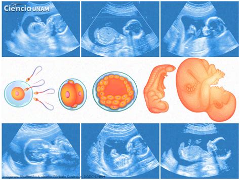 Detalle 46 Imagen Dibujos De Embriologia Vn