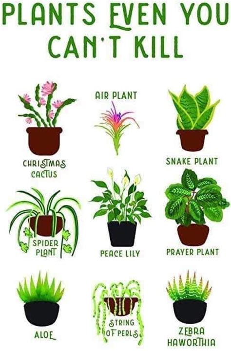 Plants You Cant Kill Debunked Picky Prickly Plants