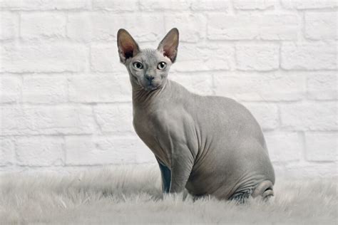 Grey Sphynx Cat Facts Genetics And Faqs With Pictures