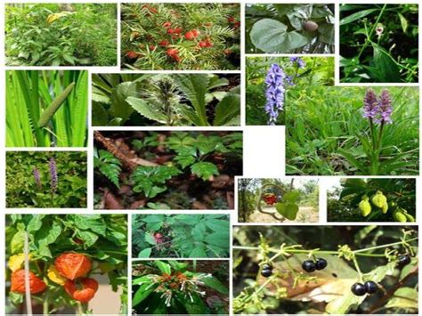 Medicinal Plant Cultivation In India A Profitable Agribusiness Amid
