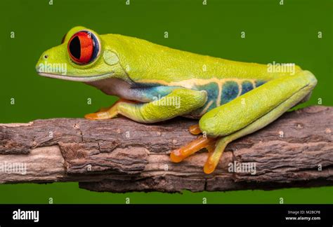Agalychnis Callidryas Red Eyed Tree Frog Stock Photo Alamy