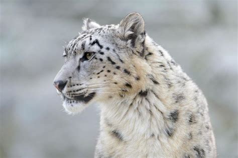 Snow Leopards No Longer Endangered But Not Everyone Is Celebrating