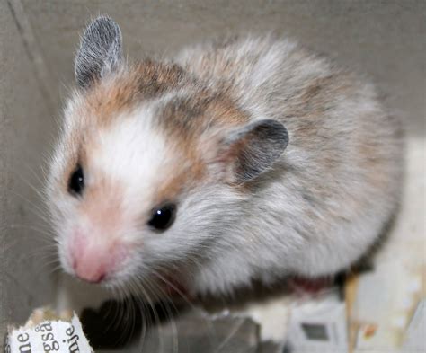 Filedwarf Hamster Minica