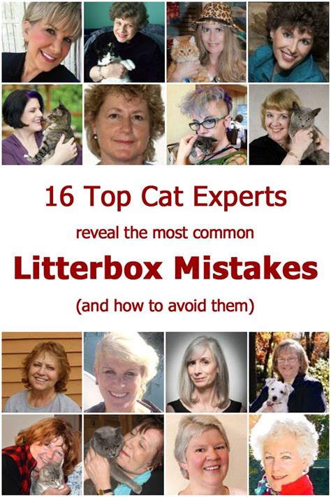 Litterbox Problems And Litterbox Avoidance Are Common