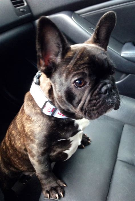 Check mark for standard mark. Brindle French Bulldog Puppy | Brindle french bulldog