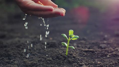 Watering Young Plant Stock Footage Sbv 326610307 Storyblocks