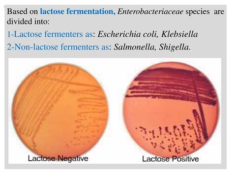 Ppt Pyogenic Cocci The Grams Positive Cocci 1 Staphylococci 2