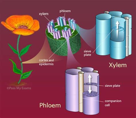 Transport In Plants Structure Of The Xylem And Phloem Gcse Exams