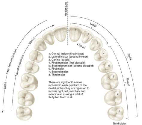 Anatomical Landmarks Of The Crown Of The Anterior Teeth