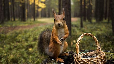 Squirrel Desktop Wallpapers Top Free Squirrel Desktop Backgrounds