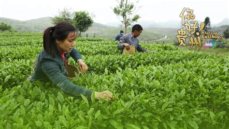 Live A Sip Of Duyun Maojian Green Tea In Sw Chinas Guizhou Cgtn