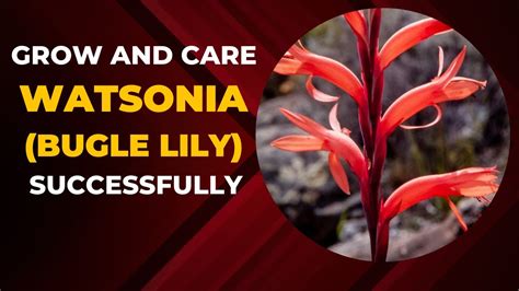 you can grow and care for watsonia bugle lily successfully youtube