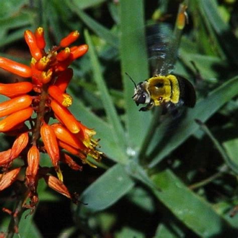 The Bee License Download Or Print For £1000 Photos Picfair