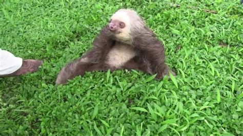 Nightmare difficulty sloth demons are malefic spirits that can take various forms. Scary! Look at this sloth looking like it's straight out of 'The Exorcist'