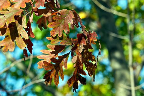 Fall White Oak Leaves More White Oak Leaves Flickr