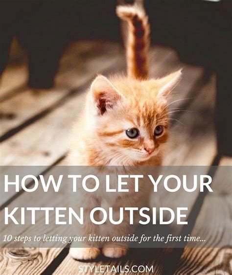 How And When To Let Your Kitten Outside For The First Time Styletails