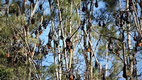 Council Offers Support For Residents Living Near Flying Fox Camps Bay