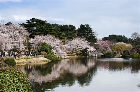 Hamarikyu Gardens The Sakura Guide Tokyostreetview
