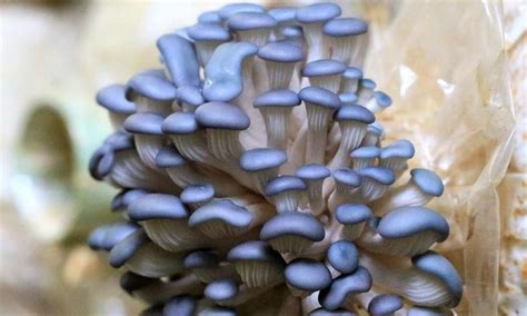 Blue Oyster Mushrooms What Is It And How To Make It Thefoodxp