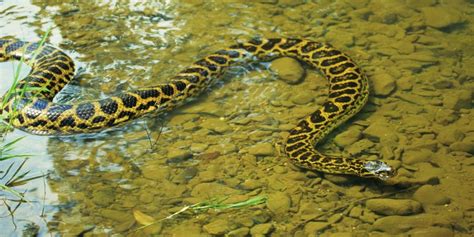 Amazon Rainforest Anaconda Snake