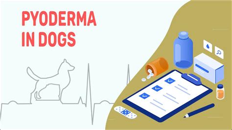 Pyoderma In Dogs Petmoo My Pets Routine